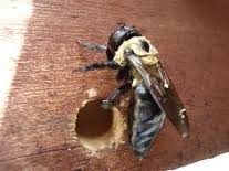 Carpenter bee busy building a nest in this wooden fascia board.