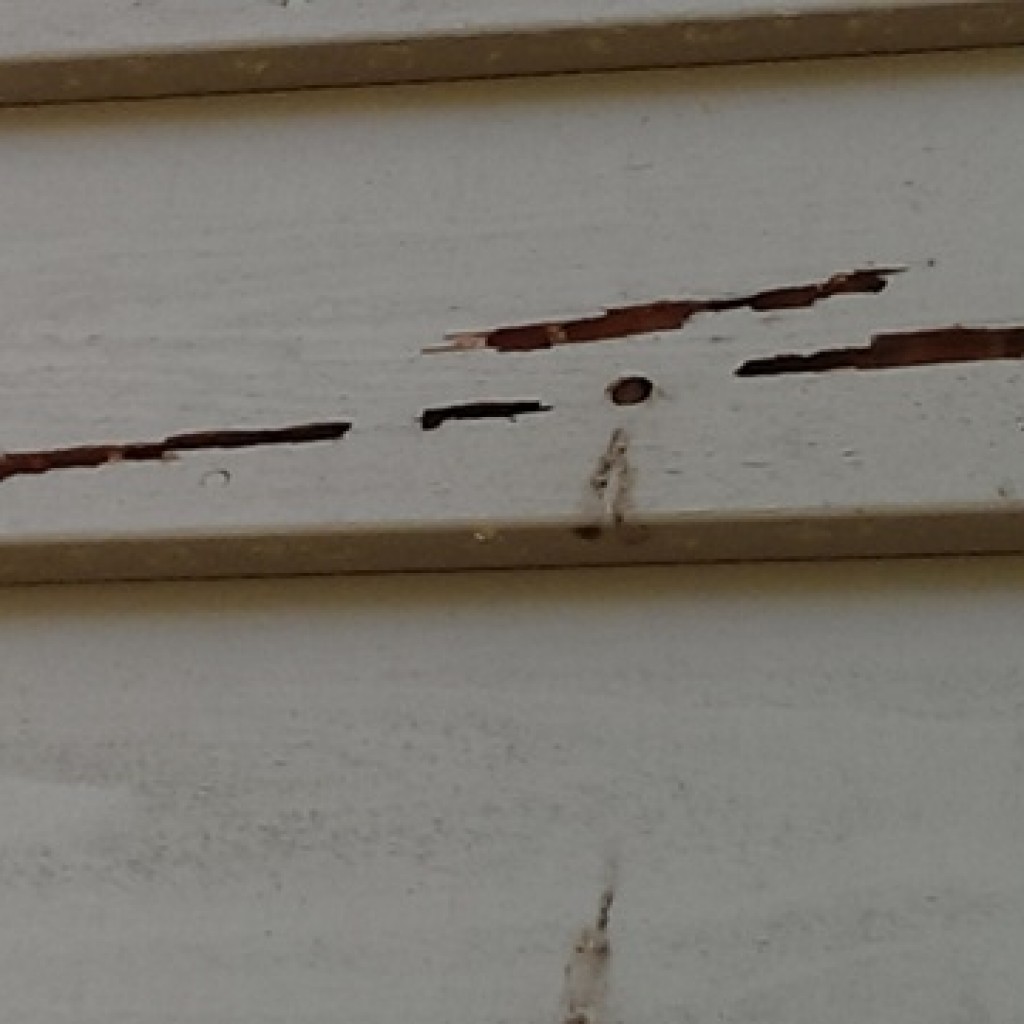 Carpenter bee damage to cedar siding