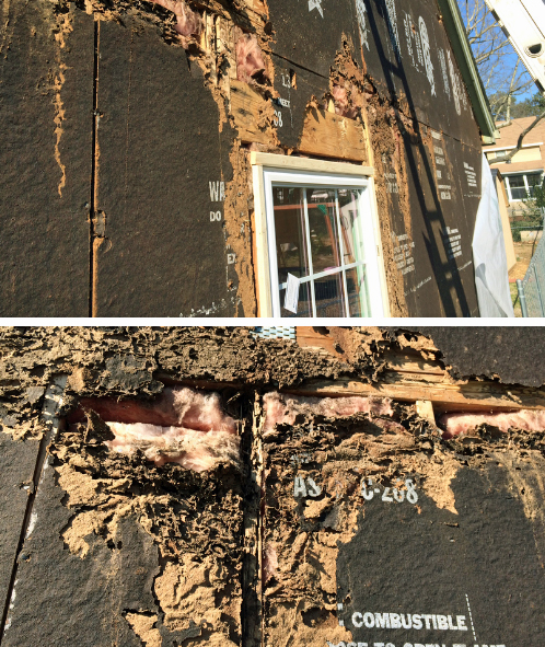 Carpenter ant and moisture damage on detached garage: