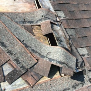 Racoon damage caused to roof on home in South Charlotte