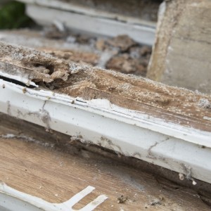 Damage to home (wood) caused by termites