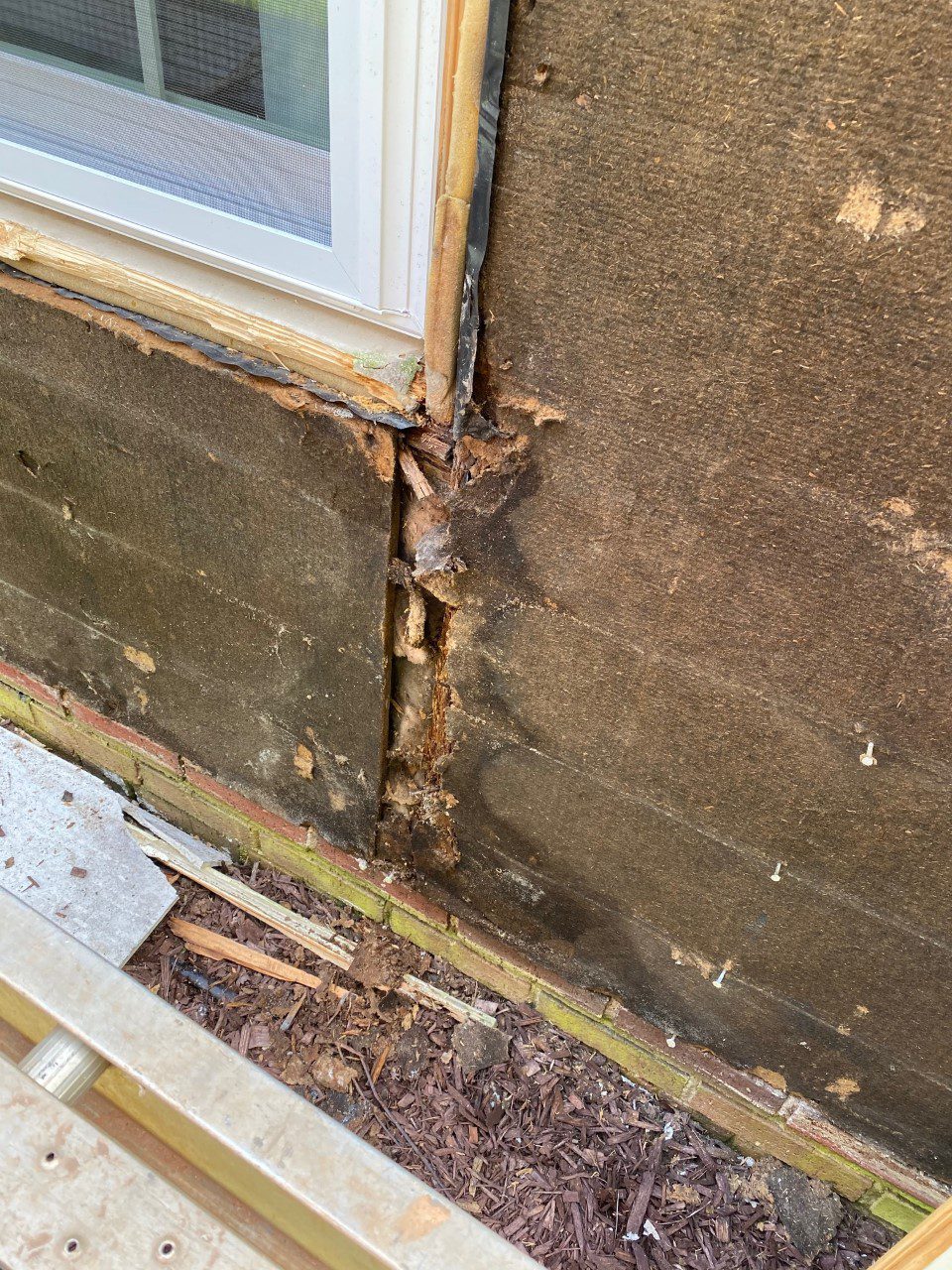 rotten wood discovery