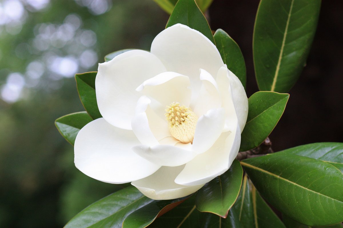 magnolia bloom